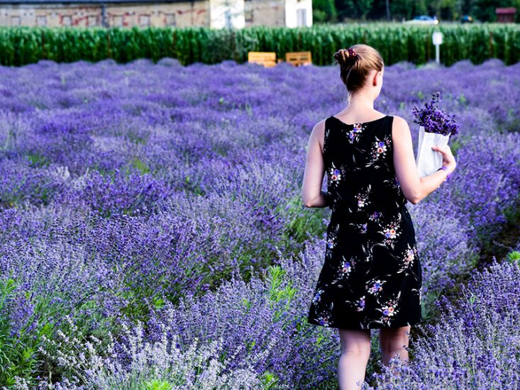 Snežana Beljanski – Moja priča o lavandi