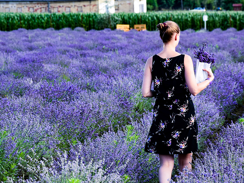 Snežana Beljanski – Moja priča o lavandi